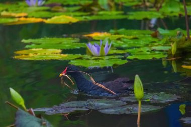 Avrasyalı ördek, Fulica atra, bilinen adıyla yaban ördeği, bir gölde yüzer - kırmızı gözlü siyah kuş ve beyaz gagalı.