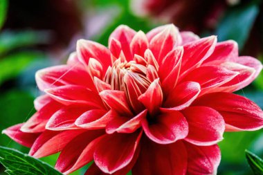 Bahçede güzel çiçekler, buket, botanik