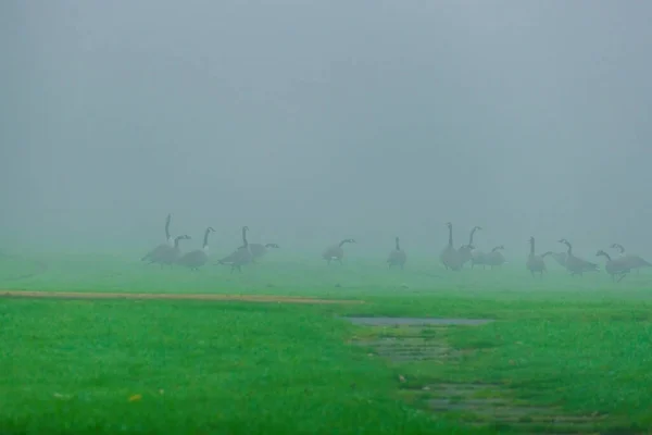 Misty Και Κρύο Ομιχλώδες Πρωί Στο Δάσος Φύση — Φωτογραφία Αρχείου