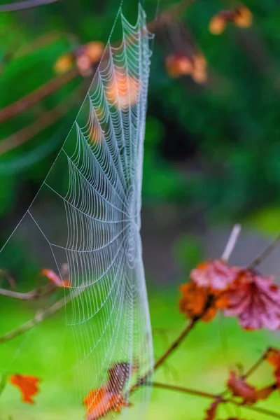 Winziges Spinnennetz Mit Wassertropfen Auf Einem Ast Eines Baumes — Stockfoto