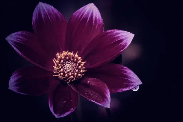 Bahçeden çiçek açan, sanat geçmişi olan, çiçekli.