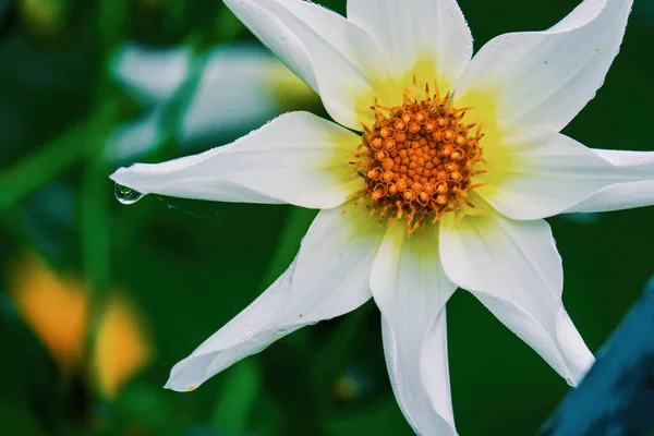 Vackra Blommor Trädgården Bukett Botaniska — Stockfoto