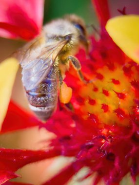 Polen toplayan arıyı yakından çek