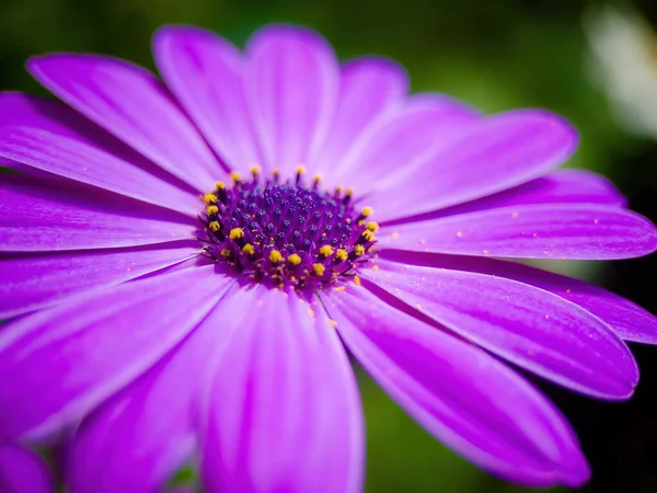 花粉で満たされた庭からの花の花 — ストック写真