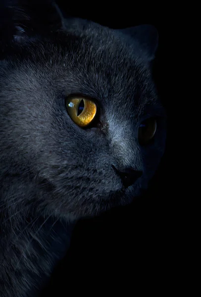 Grey British Short Hair Cat Portrait Black — Stock Photo, Image