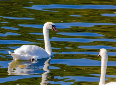 beautiful white swan floating on calm water lake