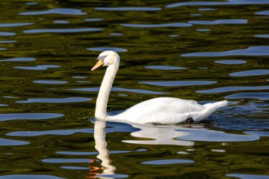 beautiful white swan floating on calm water lake