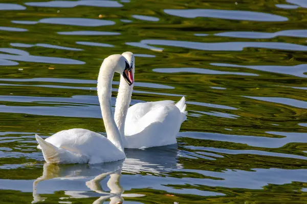 Красивые Белые Лебеди Плавающие Спокойном Озере — стоковое фото