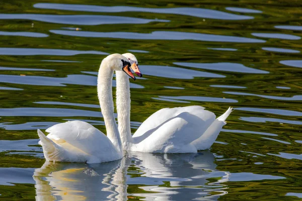 beautiful white swans floating on calm water lake