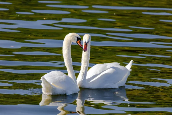 Красиві Білі Лебеді Плавають Спокійному Водному Озері — стокове фото