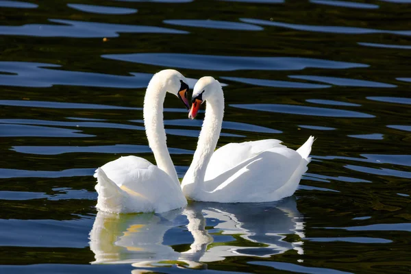Belos Cisnes Brancos Flutuando Lago Água Calma — Fotografia de Stock