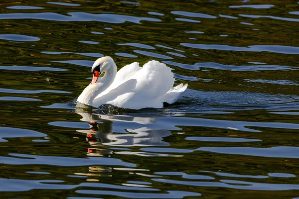 Beautiful White Swan Floating Calm Water Lake — Zdjęcie stockowe
