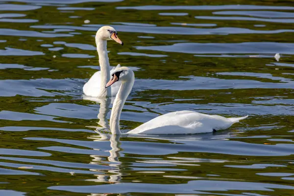 Красиві Білі Лебеді Плавають Спокійному Водному Озері — стокове фото