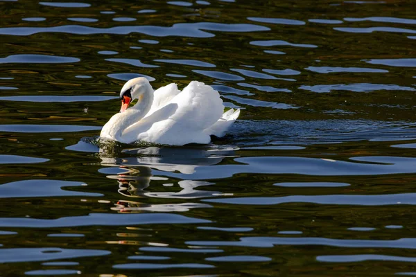 美丽的白天鹅漂浮在平静的湖上 — 图库照片