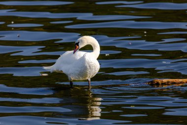 beautiful white swan floating on calm water lake