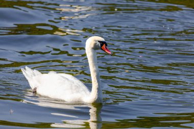 beautiful white swan floating on calm water lake