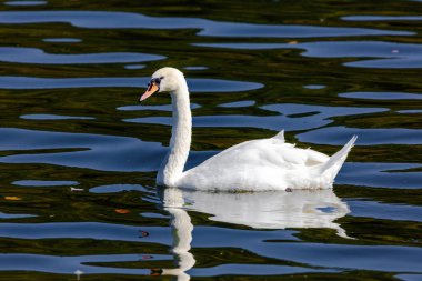 beautiful white swan floating on calm water lake