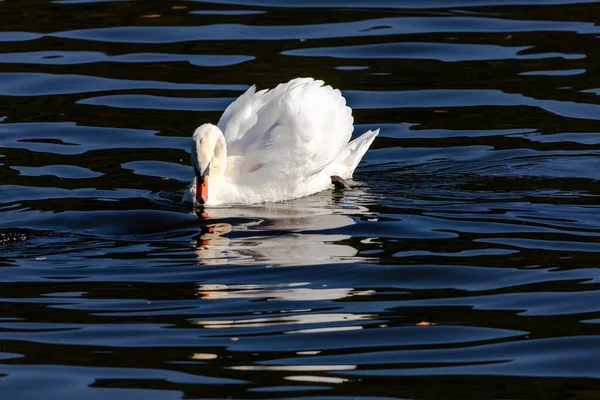 穏やかな水の湖に浮かぶ美しい白い白鳥 — ストック写真