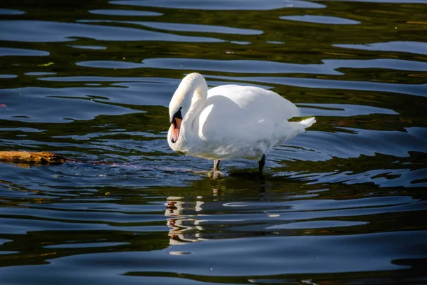 Schöner Weißer Schwan Schwimmt Auf Ruhigem See — Stockfoto