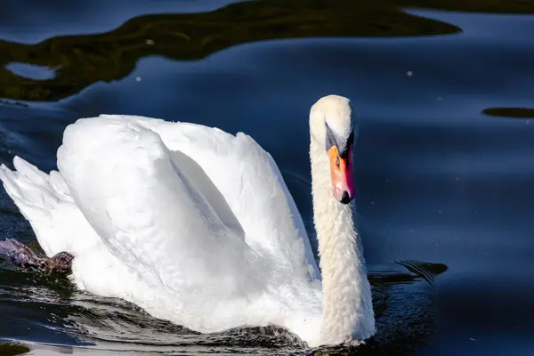 Beautiful White Swan Floating Calm Water Lake — ストック写真