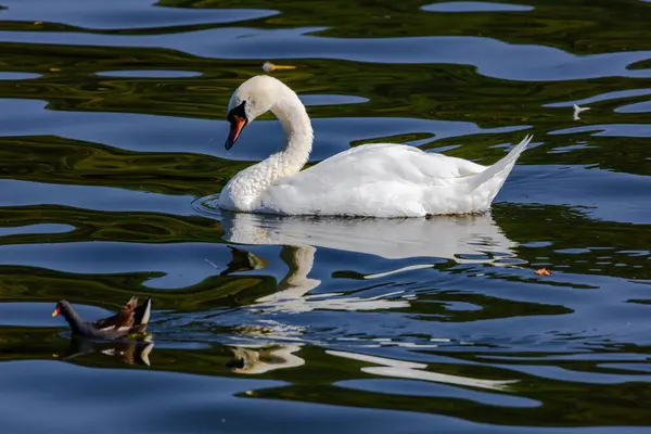 Красивий Білий Лебідь Плаває Спокійному Водному Озері — стокове фото