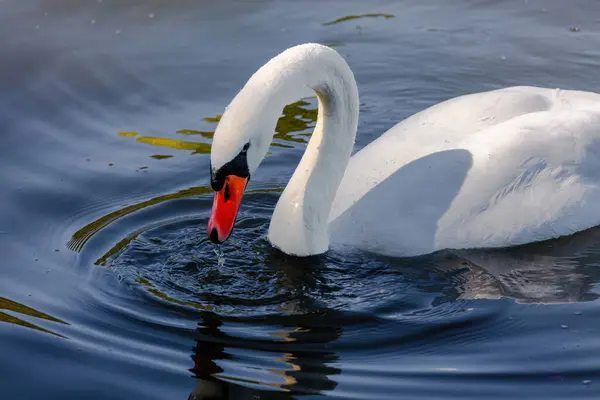 Beautiful White Swan Floating Calm Water Lake — ストック写真