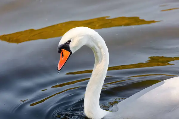 Beautiful White Swan Floating Calm Water Lake - Stock-foto