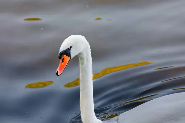 beautiful white swan floating on calm water lake