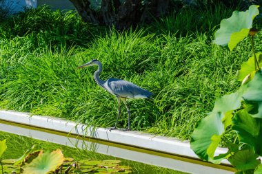 Doğu Akbalıkçıl, Ardea cinsinde beyaz balıkçıl, gölde balık tutuyor.