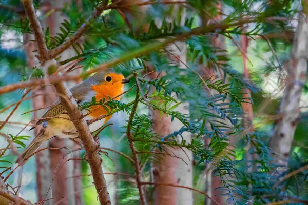 Close Robin Bird Perching Branch Tree Park — Foto de Stock