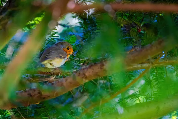 Närbild Robin Fågel Sittande Gren Träd Parken — Stockfoto