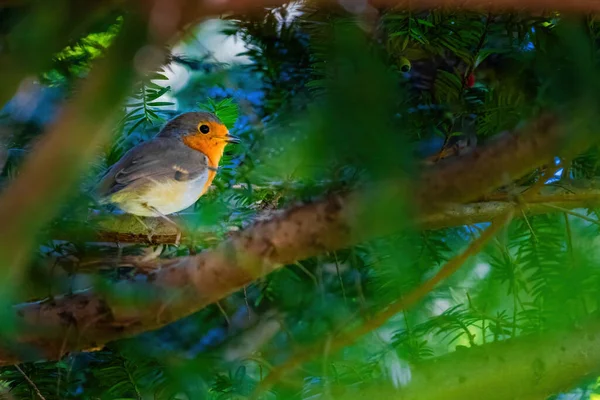 Κοντινό Πλάνο Του Robin Bird Σκαρφαλωμένο Στο Κλαδί Του Δέντρου — Φωτογραφία Αρχείου