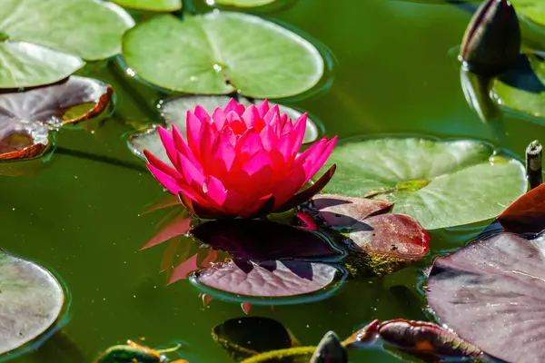 Красива Квітка Водяної Лілії Або Лотоса Ставку Водні Квіти — стокове фото