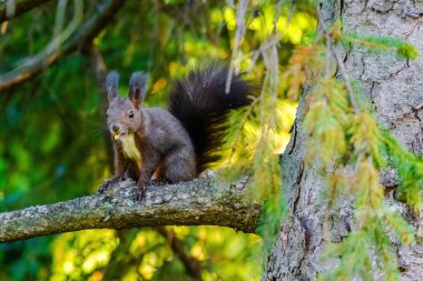 Parktaki ağaçtaki sevimli genç sincap portresi.