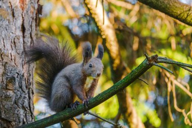 Parktaki ağaçtaki sevimli genç sincap portresi.
