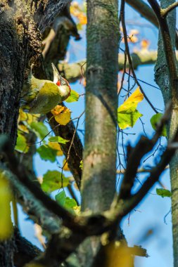 Ağaçta Büyük Benekli Ağaçkakan (Dendrocopos major)