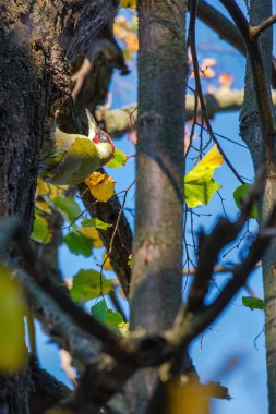 Ağaçta Büyük Benekli Ağaçkakan (Dendrocopos major)