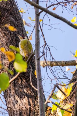 Ağaçta Büyük Benekli Ağaçkakan (Dendrocopos major)