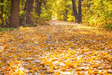 Sonbaharda güneşli bir gün, sarı turuncu, yeşil, kırmızı yapraklı ağaçlar