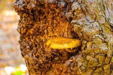 Vahşi mantarlar ormanda, yakın çekim.