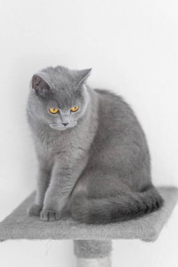 grey british short hair cat portrait in playful mood