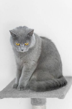 grey british short hair cat portrait in playful mood