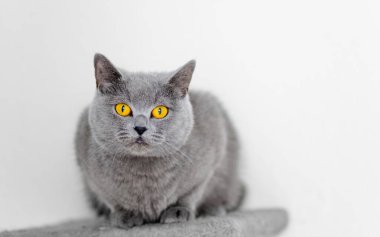 grey british short hair cat portrait in playful mood