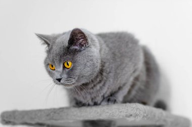 grey british short hair cat portrait in playful mood