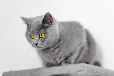grey british short hair cat portrait in playful mood