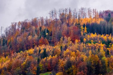 Sonbaharda güneşli bir gün, sarı turuncu, yeşil, kırmızı yapraklı ağaçlar