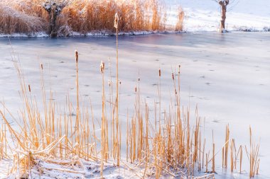 Park kışı, kar perisi kuyruğu, soğuk bir gün