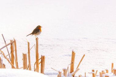 Robin Bird 'ün park dalına tünediği yakın plan.