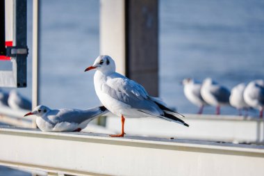 Nehir kuşlarında martı avı vahşi yaşam