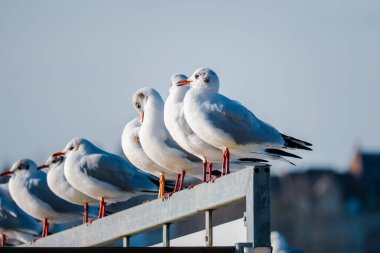 Nehir kuşlarında martı avı vahşi yaşam